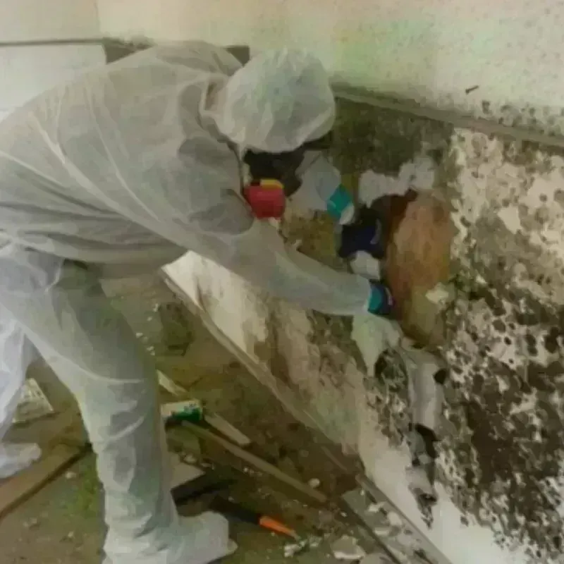 Mold Remediation and Removal in North Bay Village, FL